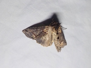 0968 Abrostola triplasia 20 06 2025 Chaponnay JESC (87).JPG