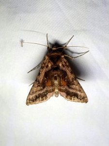 0993 Autographa pulchrina 20 06 2025 Chaponnay JESC (506).JPG