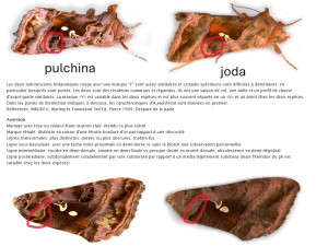 autographa jota vs pulchina corr red.jpg