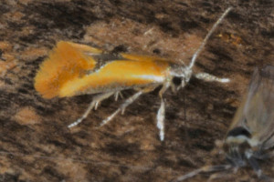 aaas1 Batia lunaris red .jpg