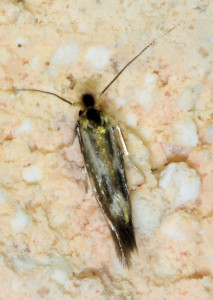 a2b Bucculatrix nigricomella red.jpg