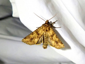 01 07 2025 Tousseu JESC (502).JPG