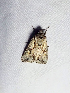 01 07 2025 Tousseu JESC (169).JPG