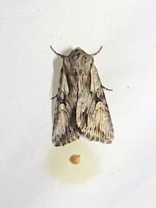 1331 Apamea crenata 01 07 2025 Tousseu JESC (670).JPG
