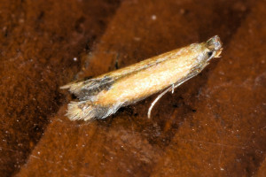 Coptotriche marginea red (2).jpg