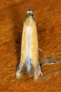 Coptotriche marginea  red(1).jpg