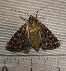 4901 Lycophotia porphyrea Noctuelle porphyre 2009.08.13 (8p%).JPG