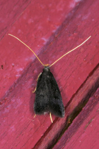 Eurodachtha sp cf siculella red.jpg