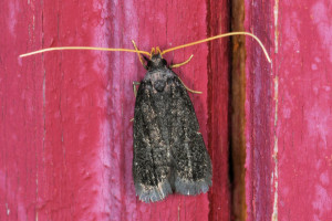 Lecithocera cf nigrita briantella. red (1).jpg