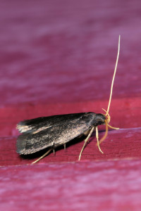 Lecithocera cf nigrita briantella (1) rded.jpg