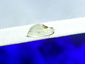 0100 Cilix hispanica 18 07 2025 Jonage Lône JESC (163).JPG