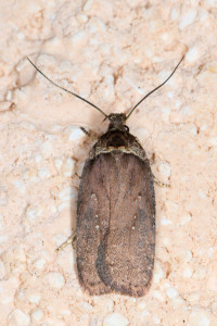aaa agonopterix cnicella.jpg