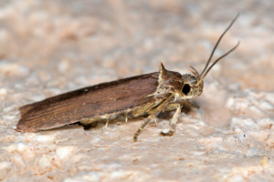 aaa1 agonopterix cnicella.jpg