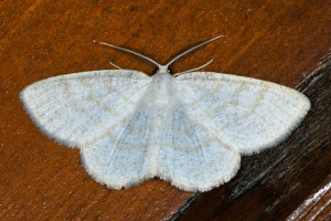 as Cabera exanthemata red.jpg
