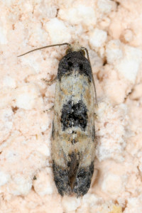 aa1 Neocochylis dubitana red.jpg