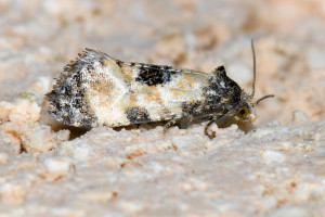 aa11 Neocochylis dubitana red.jpg