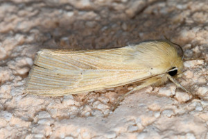 a Mythimna straminea red.jpg
