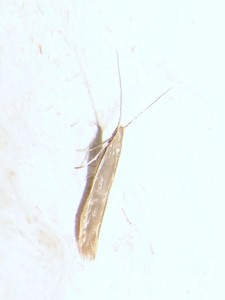 Coleophoridae (3).JPG