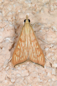 ag1 Antigastra catalaunalis red.jpg