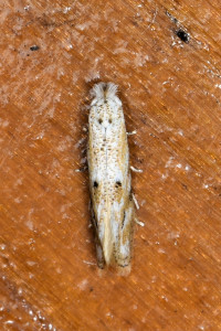 ah2 Bucculatrix bechsteinella (1) red.jpg