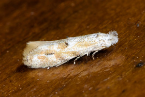 ah2 Bucculatrix bechsteinella (2)red.jpg