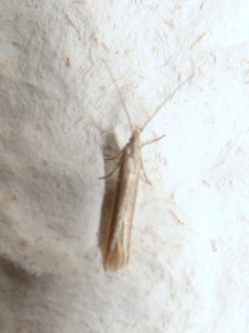 Coleophoridae (2).JPG