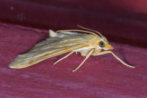 a2a Paracorsia repandalis red2.jpg