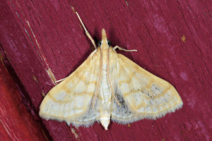 a2Paracorsia repandalis red.jpg