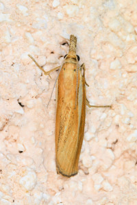 a4 Agriphila tristella red.jpg