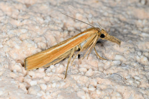 a42 Agriphila selasella ou tristella red.jpg