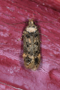 Bryotropha ptetre basaltinella .jpg