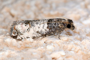 Notocelia incarnatana (2red).jpg