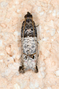 Notocelia incarnatana (3red).jpg