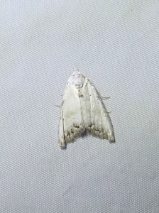 1597 Nola chlamitulalis 10 09 2025 Marennes Prairie Magdelaine JESC (220).JPG