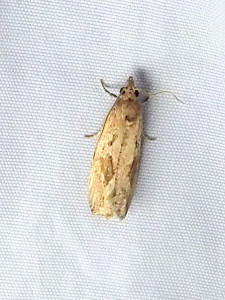 L suggestion 2552 Endothenia quadrimaculana   10 09 2025 Marennes Prairie Magdelaine JESC (199).JPG