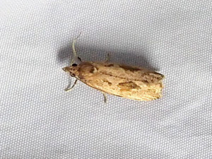L suggestion 2552 Endothenia quadrimaculana  10 09 2025 Marennes Prairie Magdelaine JESC (198).JPG