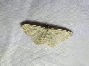 0212 Scopula virgulata 20 09 2025 Jonage Lônes JESC (212).JPG