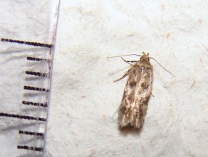 Oecophoridae bis (3).JPG