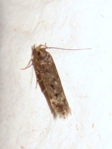 Oecophoridae ter.JPG