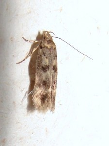 Oecophoridae  ou Gelechiidae.JPG