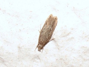 Depressariidae ou Oecophoridae ou Gelechiidae.JPG