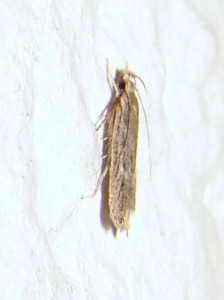 Depressariidae ou Oecophoridae ou Gelechiidae (2).JPG