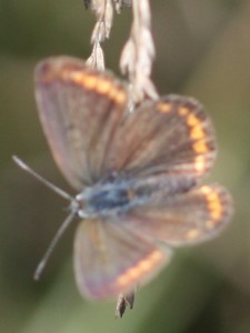 IMG_8585.jpg