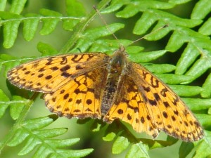 papillon chalaux.JPG