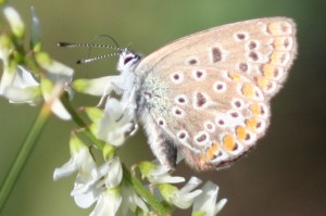 IMG_8584.jpg