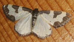 3956 Geometridae Ennominae Lomaspilis marginata Bordure entrecoupée, la Marginée 2009.08.15 (3p%).JPG