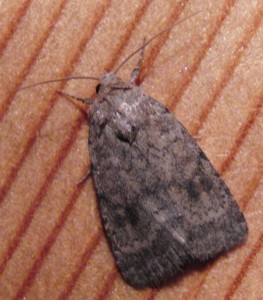 noctuelle... 2009.08.15 (5p).JPG