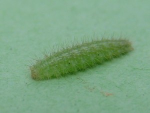 Chenille de ptérophore (4).JPG