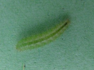 Chenille de ptérophore (3).JPG