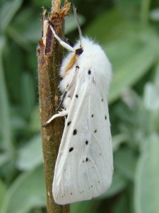 Copie de DSC03245.JPG